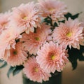 Pink chrysanthemum flowers