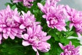 Pink chrysanthemum flowers bouquet closeup Royalty Free Stock Photo