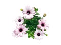 Pink chrysanthemum flowers, camomile bouquet isolated on white background