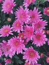 Pink chrysanthemum flowers in the garden. Green foliage. Nature background. Texture