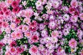 Pink chrysanthemum flowers. Lush flowering. Floral background