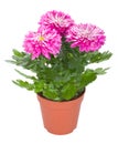 Pink chrysanthemum flowers in pot