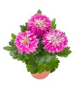 Pink chrysanthemum flowers in pot