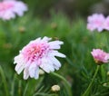 Pink chrysanthemum, in full bloom Royalty Free Stock Photo