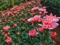 pink chrysanthemum in the greenhouse