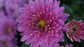 Pink chrysanthemum