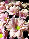 Pink Chrysanthemum isolated. Beautiful bouquet of pink flowers on black background Royalty Free Stock Photo