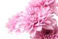 Pink Chrysanthemum isolated on white background,close up,soft focus Royalty Free Stock Photo