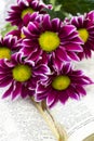 Pink Chrysanthemum. Maroon flowers with a yellow center lie on the open book of love. Blurred background