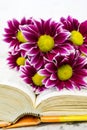 Pink Chrysanthemum. Maroon flowers with a yellow center lie on the open book of love. Blurred background