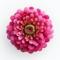 Hyper-realistic Zinnia Illustration On White Background Royalty Free Stock Photo