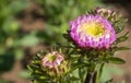 Pink Chrysanthemum or Mums Flowers in Garden with Natural Light on Right Frame