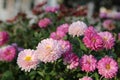 Pink chrysanthemum natural background. Pink flowers in the garden, background imag Royalty Free Stock Photo