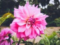 Pink Chrysanthemum