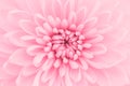 Pink chrysanthemum