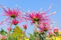 Pink chrysanthemum under the blue sky Royalty Free Stock Photo