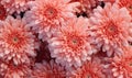 Pink Chrysanthemum wallpaper. Top view coral flowers. For banner, postcard, book illustration. Created with generative AI tools