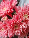 Pink chrysanthemum. white chrysanthemum that is colored in coral