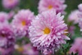 Pink chrysanthemums in the autumn garden Royalty Free Stock Photo