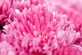 Pink chrysanthemums