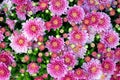 Pink chrysanthemums bloom on a flowerbed in a park close-up. Royalty Free Stock Photo