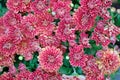 Pink chrysanthemums bloom on a flowerbed in a park close-up. Royalty Free Stock Photo