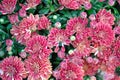 Pink chrysanthemums bloom on a flowerbed in a park close-up. Royalty Free Stock Photo