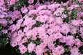 Pink chrysanthemums blooming on a flowerbed in a park close-up. Royalty Free Stock Photo