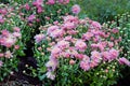 Pink chrysanthemums blooming on a flowerbed in a park close-up. Royalty Free Stock Photo