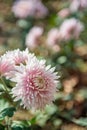 Pink chrysanthemums on a blurry background. Beautiful bright chrysanthemums bloom luxuriantly in the garden in autumn. Close up Royalty Free Stock Photo