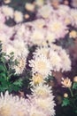 Pink chrysanthemums on a blurry background. Beautiful bright chrysanthemums bloom luxuriantly in the garden in autumn. Garden Royalty Free Stock Photo