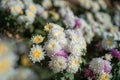 Pink chrysanthemums on a blurry background. Beautiful bright chrysanthemums bloom luxuriantly in the garden in autumn. Garden Royalty Free Stock Photo