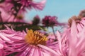 Pink chrysanthemums on a blurry background. Beautiful bright chrysanthemums bloom luxuriantly in the garden in autumn. Garden Royalty Free Stock Photo