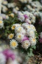 Pink chrysanthemums on a blurry background. Beautiful bright chrysanthemums bloom luxuriantly in the garden in autumn. Garden Royalty Free Stock Photo