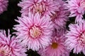 Pink chrysanthemums on a blurry background close-up view from above Royalty Free Stock Photo