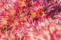 Pink chrysanthemums on a blurry background close-up view from above Royalty Free Stock Photo