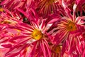 Pink chrysanthemums on a blurry background close-up view from above Royalty Free Stock Photo
