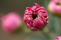 Pink chrysanthemums close-up in the garden. Colorful bright autumn flowers on a blurred background in selective focus Royalty Free Stock Photo