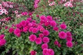 pink chrysanthemums close-up. natural flower background Royalty Free Stock Photo