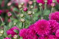 pink chrysanthemums close-up. natural flower background Royalty Free Stock Photo