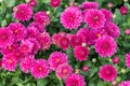 pink chrysanthemums close-up. natural flower background Royalty Free Stock Photo