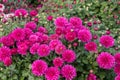 pink chrysanthemums close-up. natural flower background Royalty Free Stock Photo