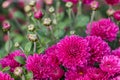 pink chrysanthemums close-up. natural flower background Royalty Free Stock Photo