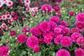 pink chrysanthemums close-up. natural flower background Royalty Free Stock Photo