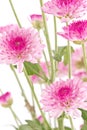 Pink chrysanthemums closeup.