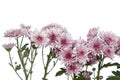 Pink chrysanthemums closeup Royalty Free Stock Photo