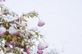 Pink chrysanthemums covered with snow in the garden