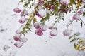 Pink chrysanthemums covered with snow on snow background