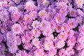 Pink chrysanthemums. Delicate autumn flowers. Close-up Royalty Free Stock Photo