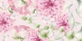 Pink chrysanthemums floral background Vector watercolor. Delicate decor textures